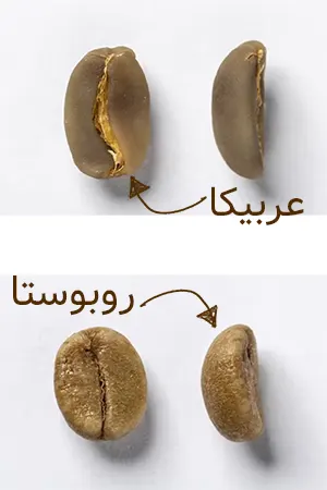 قهوه عربیکا و روبوستا